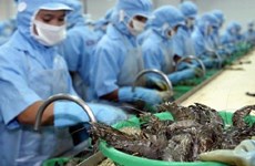  越南虾类生产加工业