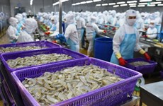 澳大利亚代表团赴越考察虾类出口生产加工情况