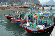 越南积极处理欧洲理事会对越南渔业水产品发出“黄牌”警告