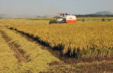2017-2018年越南南部地区冬春季农作物产量达逾1110万吨