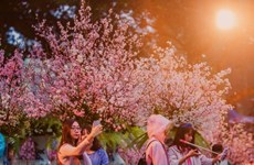 日本樱花在李太祖花园盛开 迎接日本文化交流节