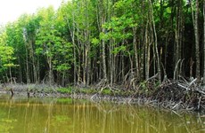 7300余家林业合作社在越南成立