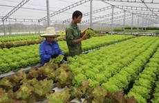 越南绿色蔬菜种植技术征服新加坡市场