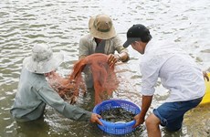 平定省采用高新技术的虾类养殖模式 