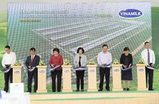 越南乳业股份公司将在清化省新建四个高科技奶牛农场