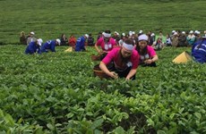 2018年第三次木州茶叶节有助于打造木州名茶品牌