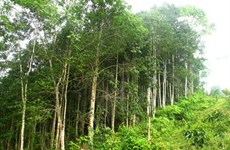 富安省人工林木材产量翻一番