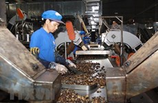 越南腰果业力争提高产品附加值