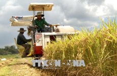 广义省优质有机大米生产协助项目初见成效