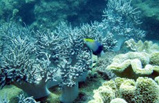 广南省努力保护海洋生物多样性