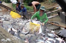 越南抓紧时间来解决水产“黄牌”警告问题