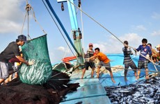 泰国多措并举打击非法捕捞活动