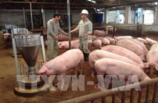 《畜牧法》助推越南畜牧业发展