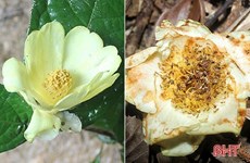 河静省武光国家公园在国际杂志上公布两种珍稀植物