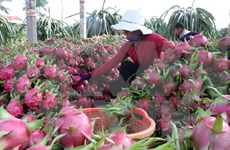 使越南农产品在韩国市场站稳脚跟