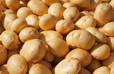越南60%马铃薯从国外进口
