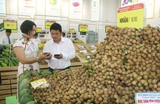 越南山萝省马江县首次向中国市场出口龙眼