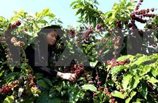 前7月阿尔及利亚自越南进口咖啡总量猛增