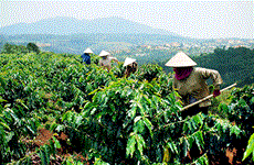 嘉莱省推动农业可持续发展  努力提升农产品附加值 