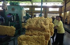 今年前7月柬埔寨橡胶出口增长20%