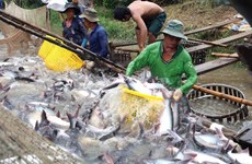 2018年前7个月越南查鱼出口达近12亿美元