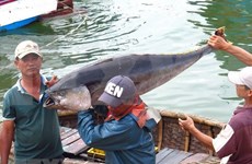 越南出台关于支持远洋捕捞业发展的题案