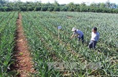 嘉莱省促进农业可持续发展  提高经济效益