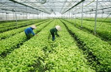 越南槟椥省着力加大农业招商引资力度
