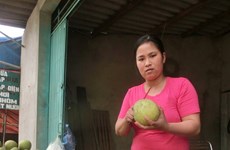 柚子品种多样化助推富寿省端雄县农民脱贫