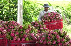 今年前9个月越南蔬果行业实现顺差31亿美元