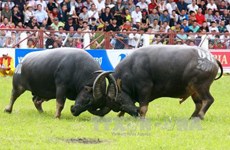 第25次七山赛牛节公开赛在安江省举行
