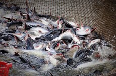 2018年越南查鱼出口有望达21亿美元