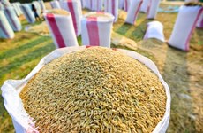 2018年前9月柬埔寨大米出口量减少8.4%
