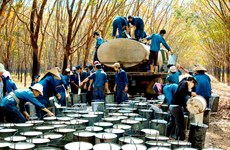 越南成为世界天然橡胶第三大出口国