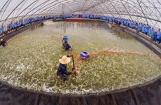 越南首家疾病安全虾苗繁育场正式亮相