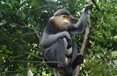 广南省将极其稀有的灰腿白臀叶猴保护与促进旅游可持续发展相结合