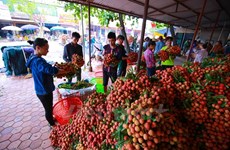 中国进口政策改变   越南部分农产品出口中国遇阻