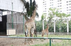 长颈鹿宝宝在西贡草禽园诞生