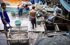 泰国对欧盟把该国从“预备违法捕鱼国”名单中删除表示欢迎