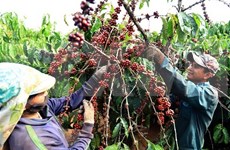 咖啡是越南出口阿尔及利亚的第一大产品