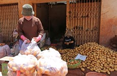 北宁省桂武县将马铃薯打造成“一县一品”特色品牌