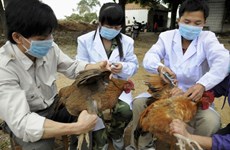 越南批准2019-2025年阶段防控禽流感国家行动计划