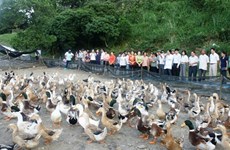 茶荣省海鸭养殖模式—— 应对气候变化新模式