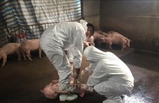 越南非洲猪瘟病毒基因组测序完成