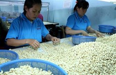 荷兰一家集团欲对越南平福省腰果种植业进行投资