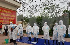 越南各地集中防范非洲猪瘟疫情的传播和蔓延