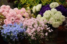 三八国际妇女节：进口的花卉品种受消费者的喜爱