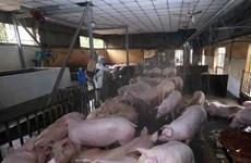 广宁省采取措施控制非洲猪瘟疫情蔓延