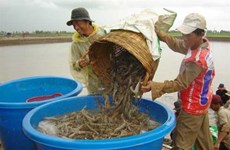 茶荣省多措并举提高虾类产量和质量