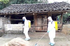 越南全国各省市积极开展非洲猪瘟疫情防控布置工作